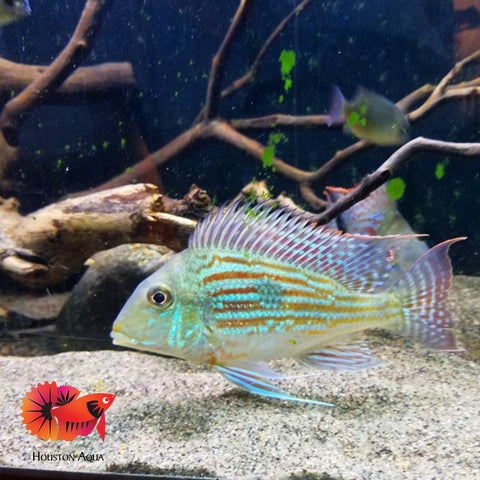 Geophagus Sveni Short Body Size 5”
