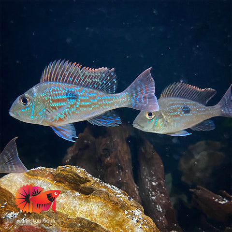 Geophagus Sveni Short Body Size 5”