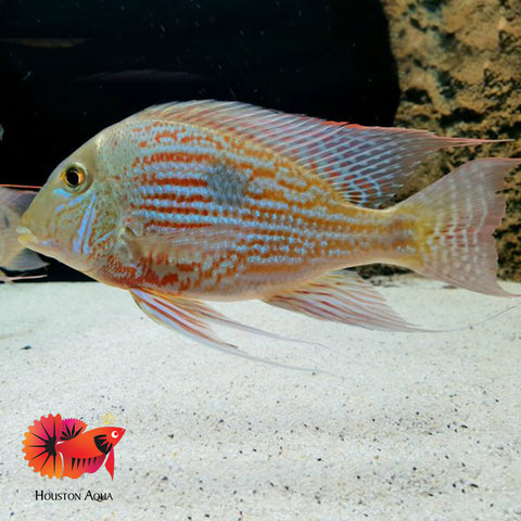 Geophagus Sveni Short Body Size 5”