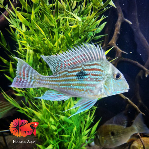 Geophagus Sveni Short Body Size 5”