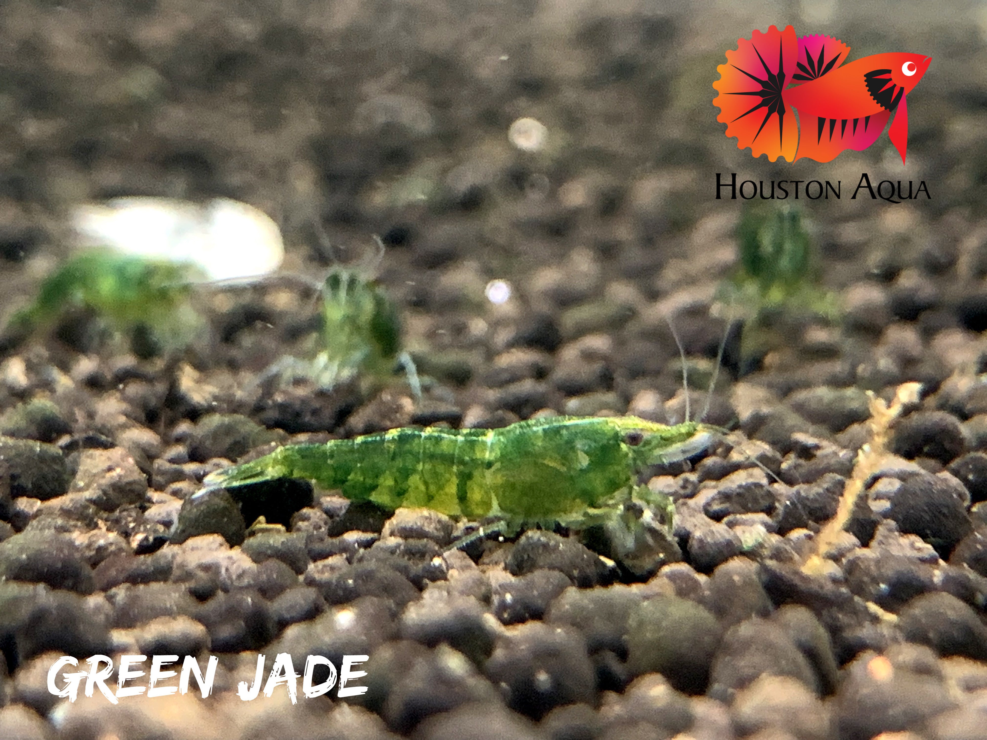 Green Jade Neocaridina Shrimp - Grade SSS++