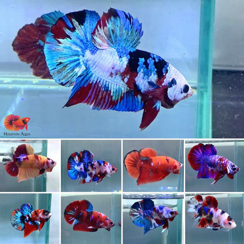 *CLEARANCE* Koi and Nemo Galaxy HM Plakat Live Male Betta Fish - Grade A+++