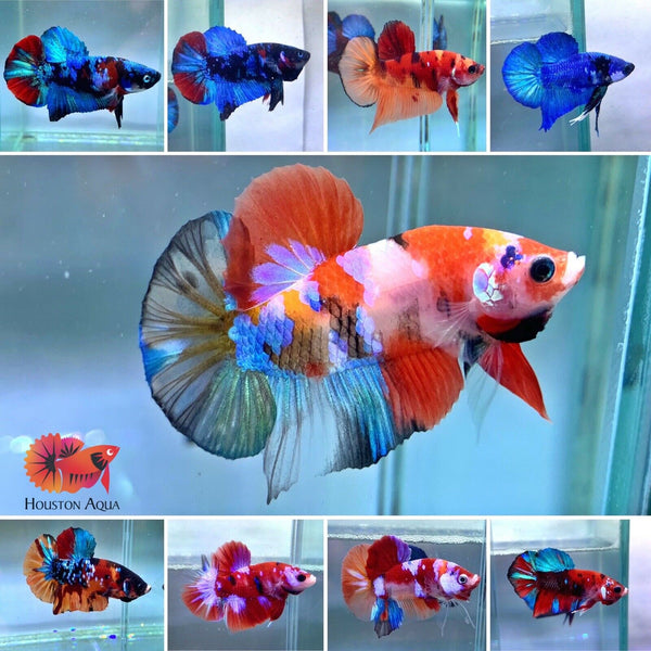 Koi plakat best sale betta for sale