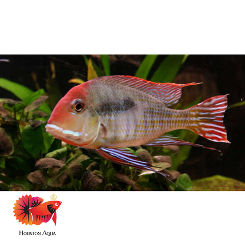 Red Head Geopharus 2”