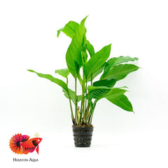 Anubias Heterophylla Mother Pot