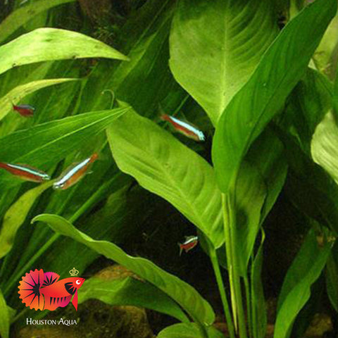 Anubias Heterophylla Mother Pot