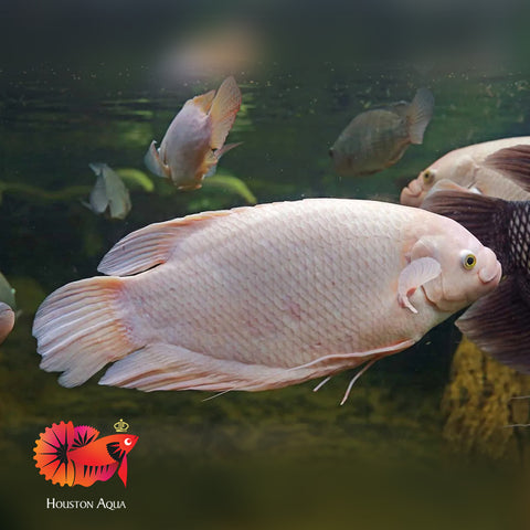 Albino Giant Gourami Size 12”