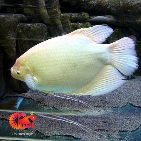 Albino Giant Gourami Size 12”