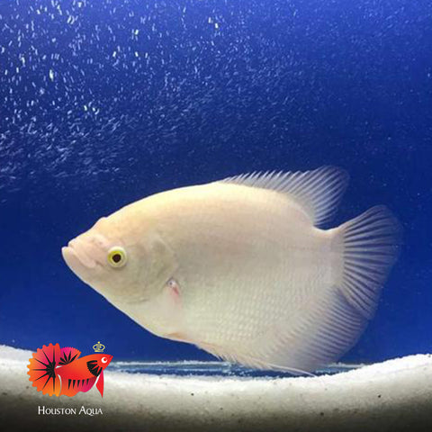 Albino Giant Gourami Size 12”