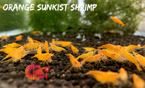 Pumpkin Shrimp - Neocaridina Shrimp - Grade SSS++