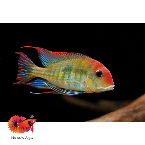 Red Head Geopharus 2”