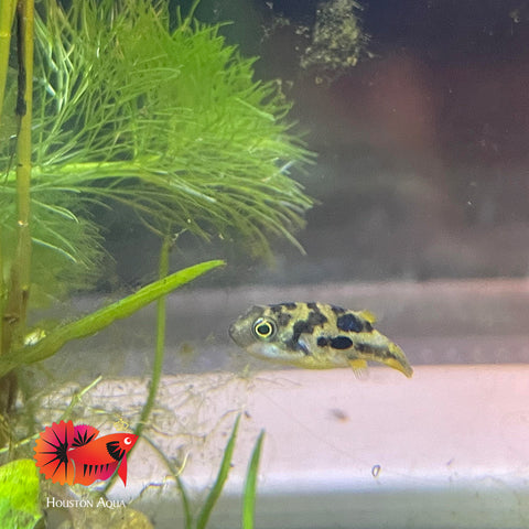 Dwarf Mini Puffer Fish - Pea Puffer