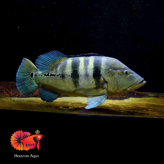 Azul Peacock Bass (Wild) Size 2.5-3