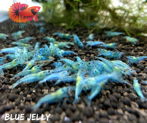 Blue Jelly Neocaridina Shrimp - Grade SSS++