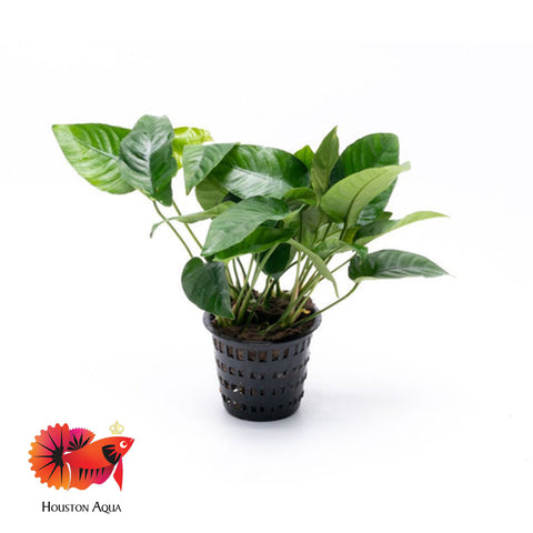 Anubias Barteri Striped Mother Pot