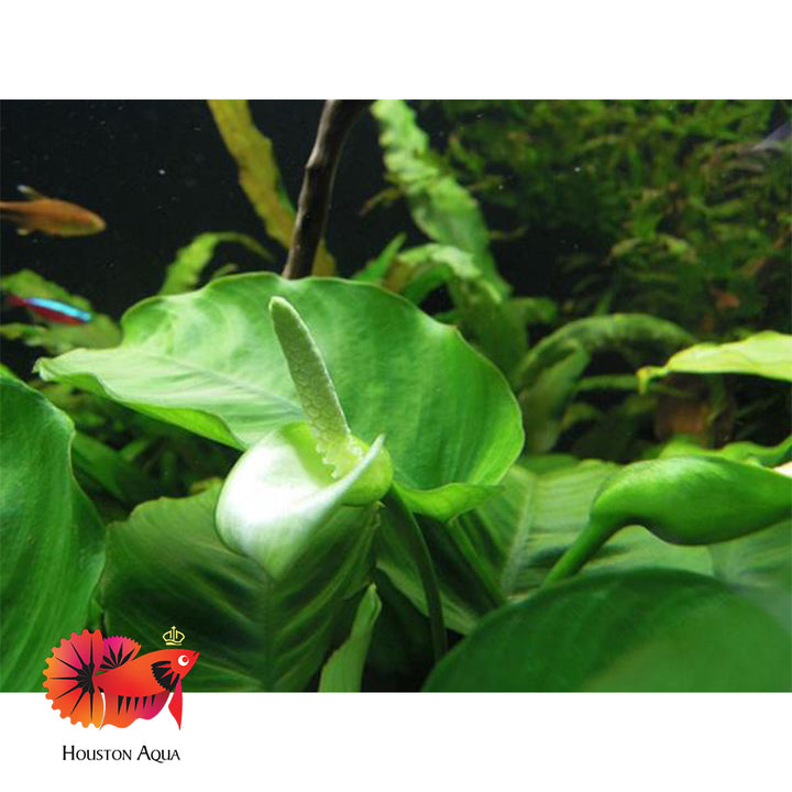 Freshwater Aquatic Plant Ship All USA Houston Aqua Houston Aqua