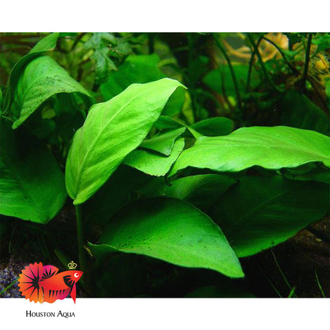 Anubias Barteri Striped Mother Pot