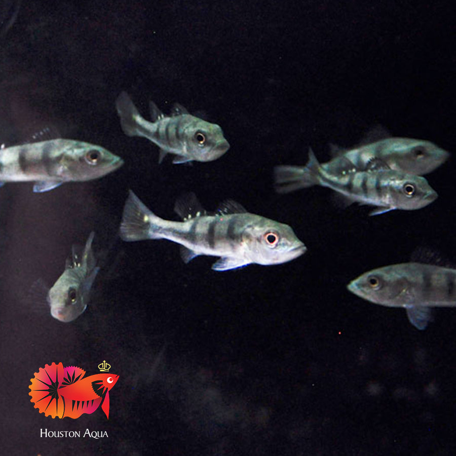 Kelberi Peacock Bass (Wild) Size 2.5-3