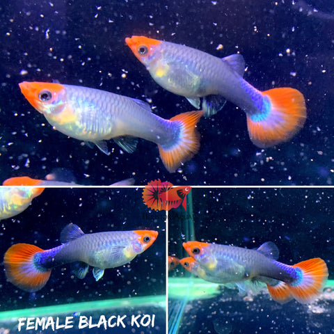 Black Koi Short Tuxedo Guppy