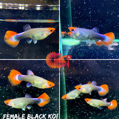 Black Koi Short Tuxedo Guppy