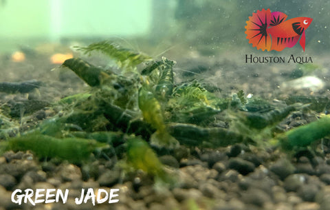 Green Jade Neocaridina Shrimp - Grade SSS++