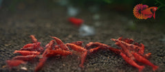 Fire Red Neocaridina Shrimp - Grade SSS++