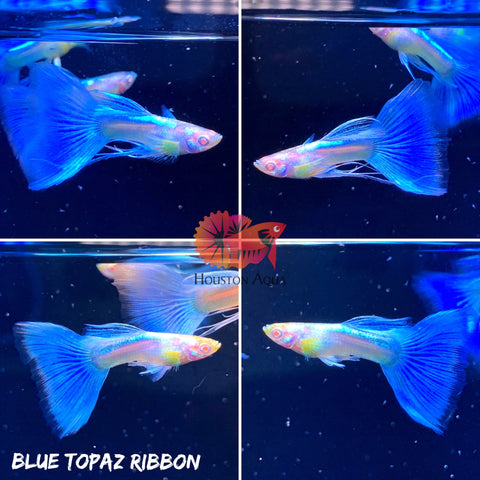 Angel Blue Topaz Ribbon Fancy Guppy (Albino Red Eyes) Guppy