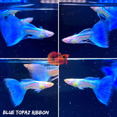 Albino Blue Topaz Ribbon
