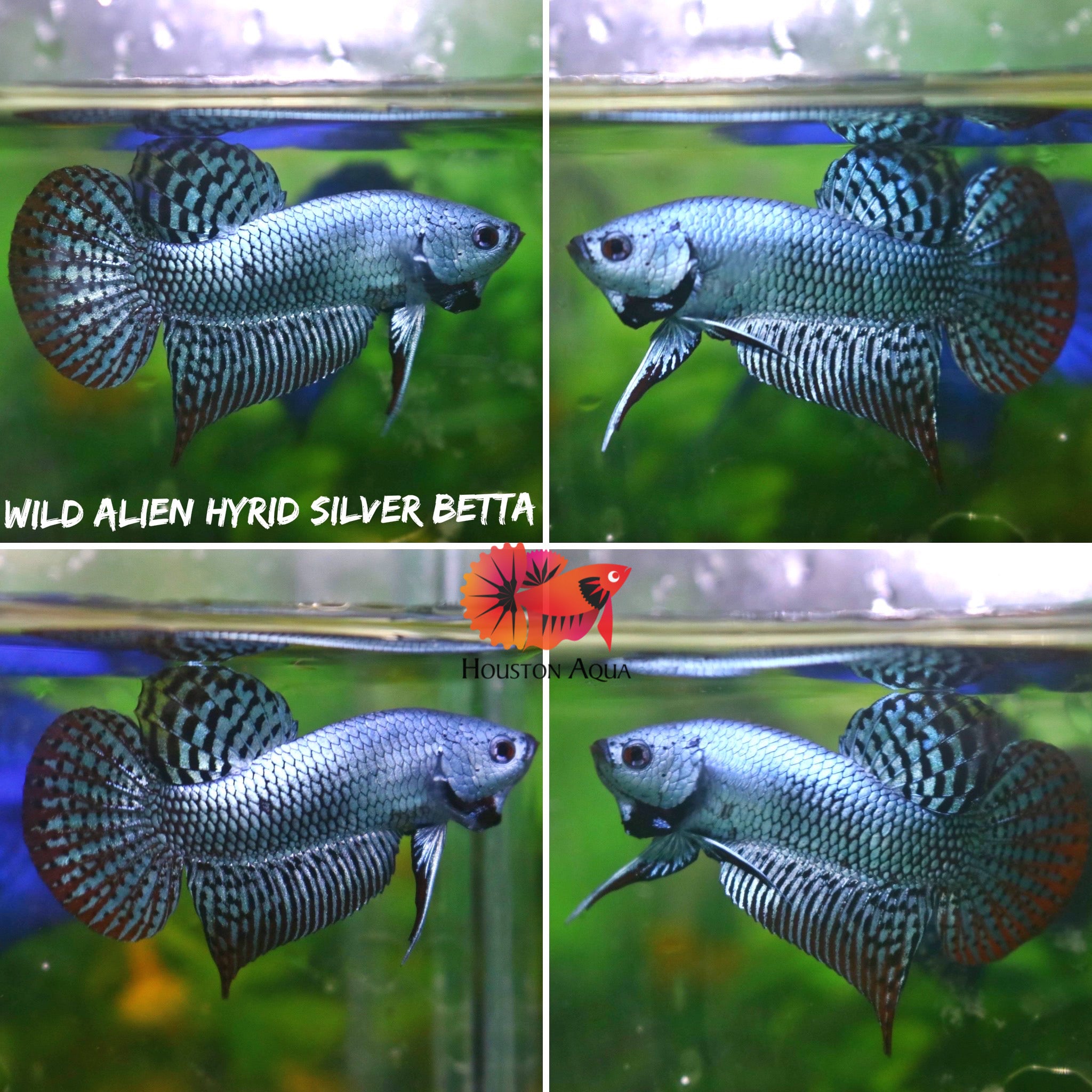 Steel Metallic Alien Wild Betta Live Fish