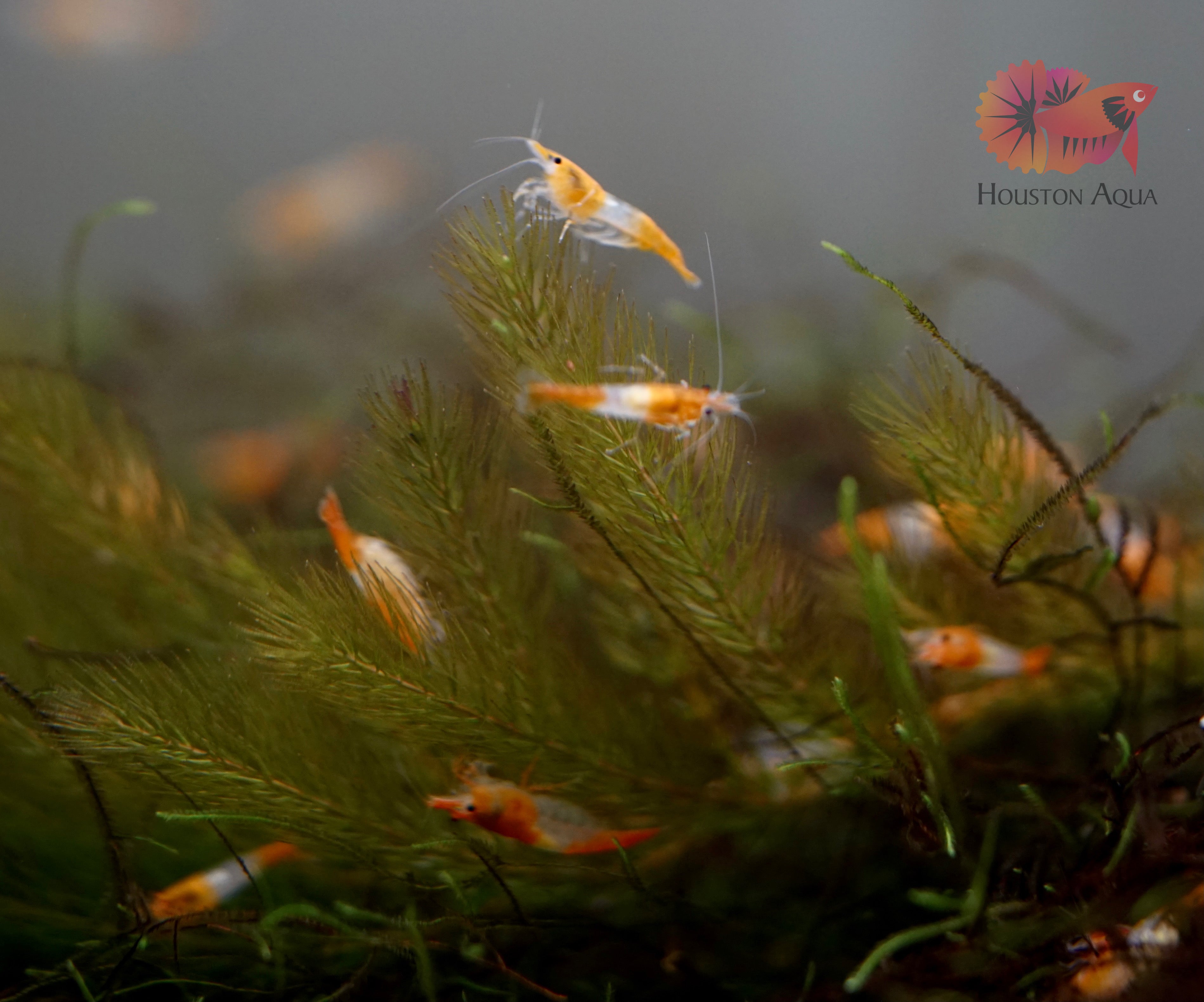 Orange Rilli Orange Rili Neocaridina Shrimp - Grade SSS++ – Houston Aqua