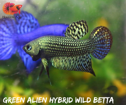 Green Alien Wild Betta Live Fish