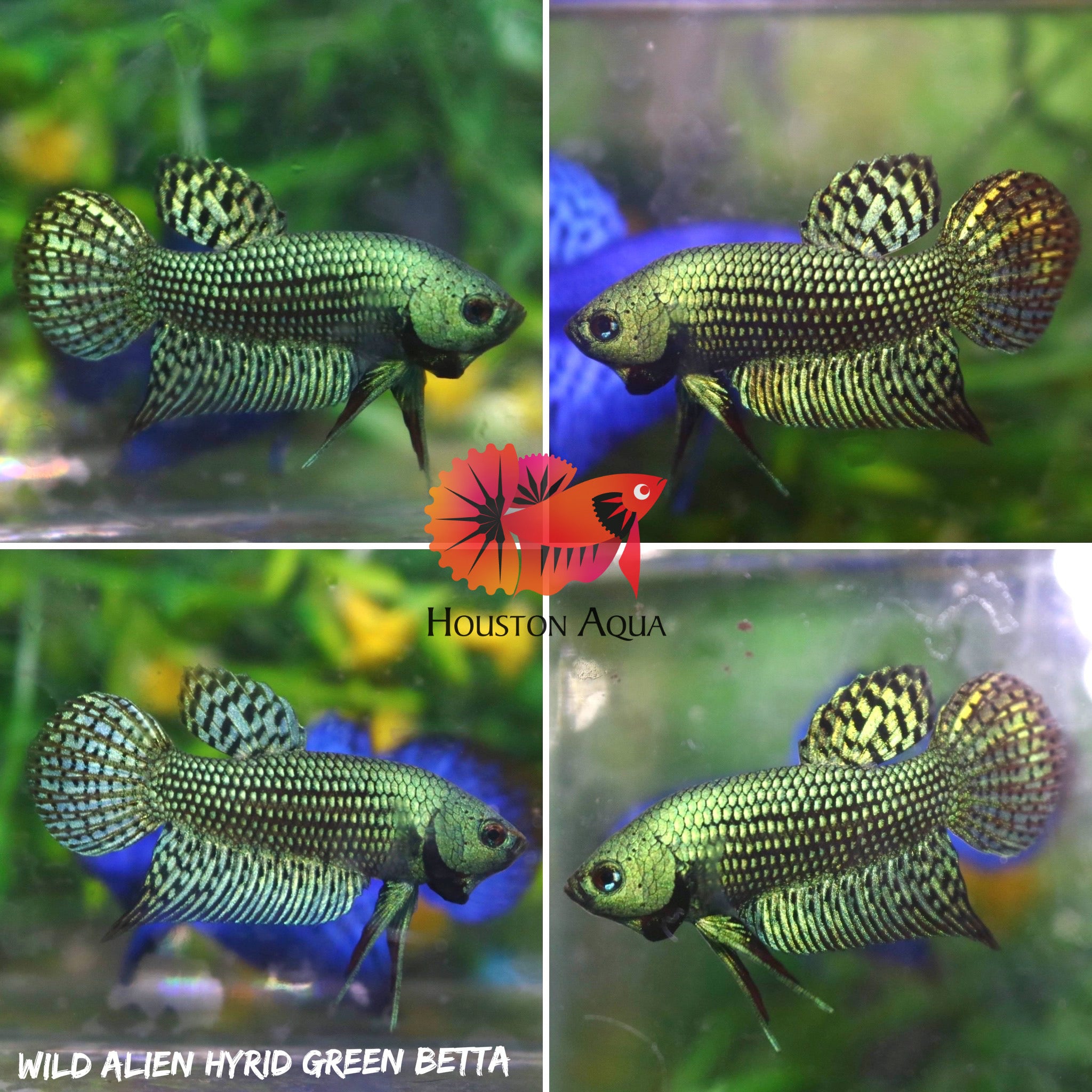 Green Alien Wild Betta Live Fish