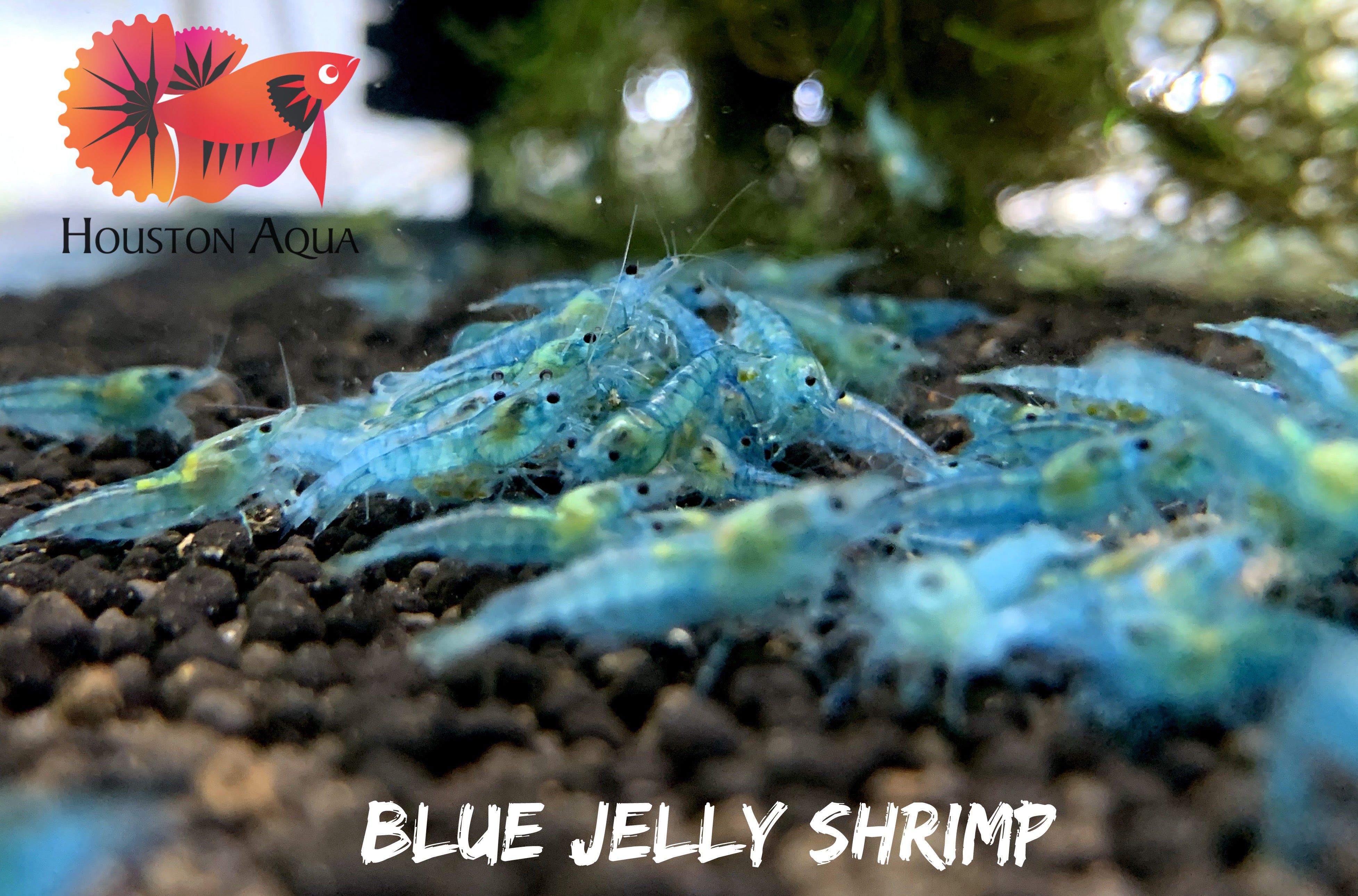 Blue Jelly Neocaridina Shrimp - Grade SSS++