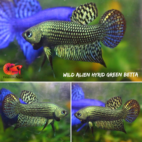 Green Alien Wild Betta Live Fish