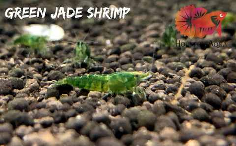 Green Jade Neocaridina Shrimp - Grade SSS++