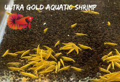 Ultra Golden Back Line Neocaridina Shrimp - Grade SSS++