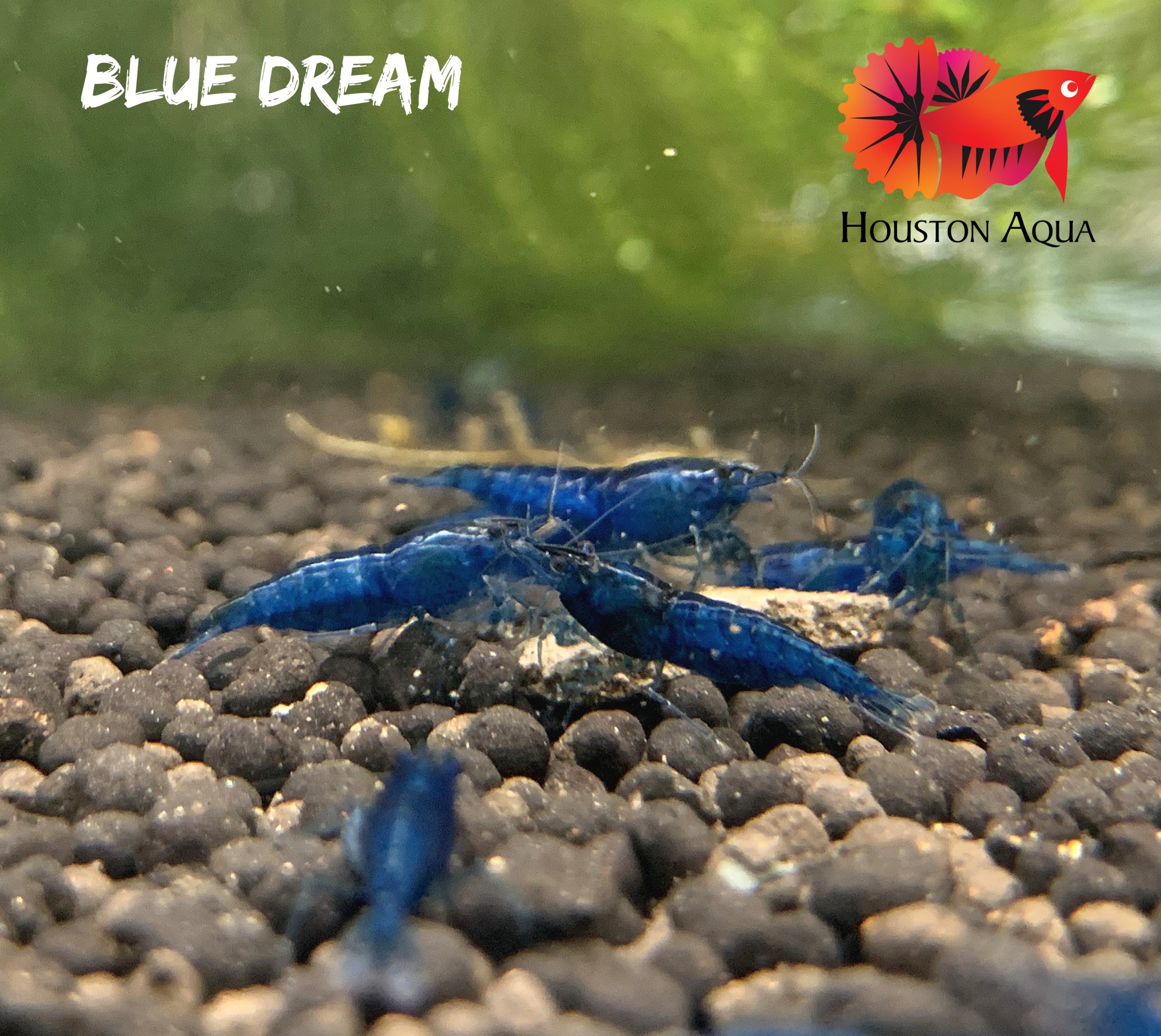 Blue Dream Neocaridina Shrimp - Grade SSS++