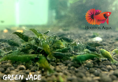 Green Jade Neocaridina Shrimp - Grade SSS++