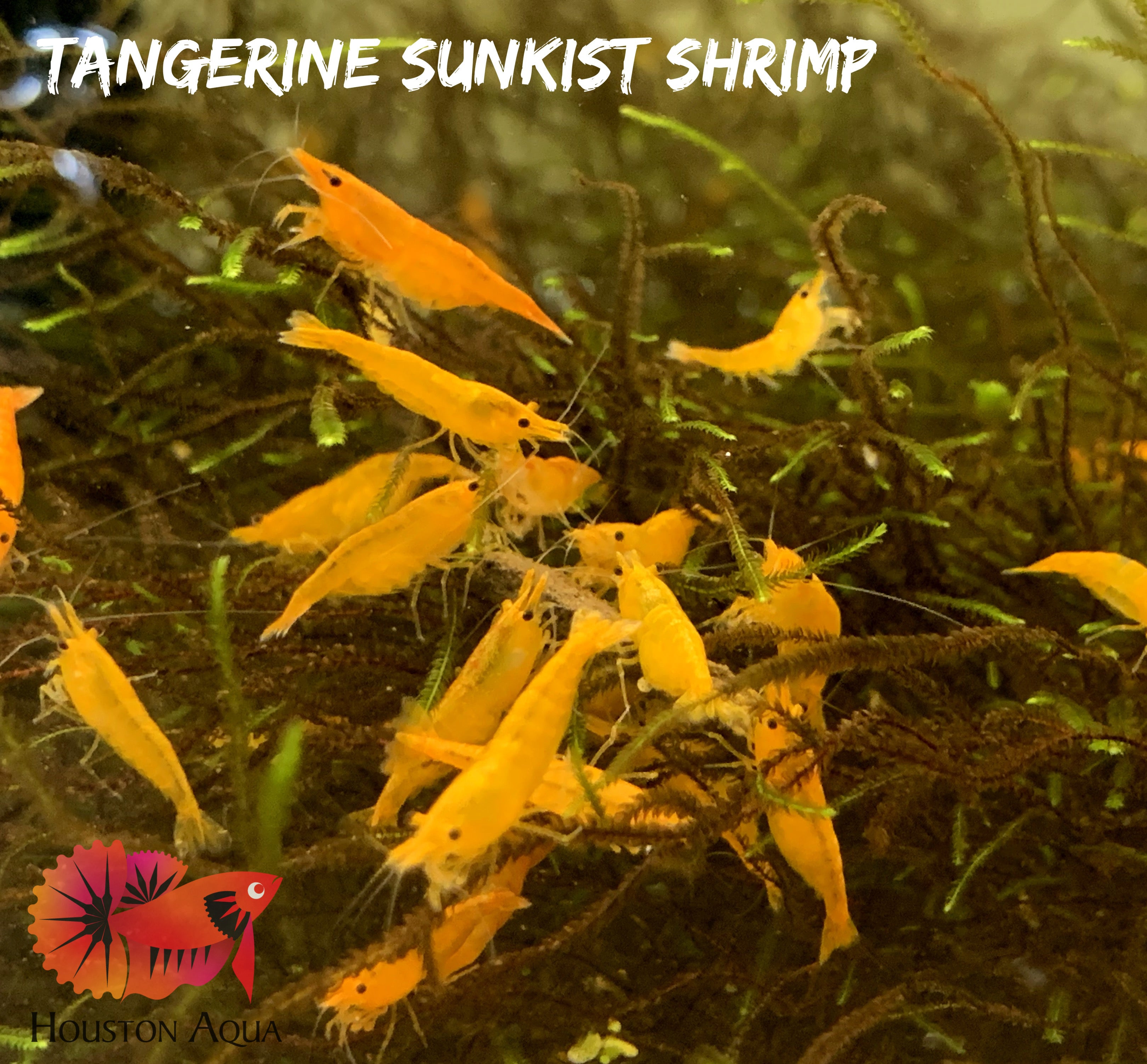 Tangerine Orange Sunkist Neocaridina Shrimp - Grade SSS++