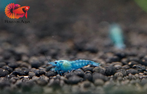 Blue Jelly Neocaridina Shrimp - Grade SSS++