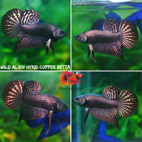 Copper Metallic Alien Wild Betta Live Fish