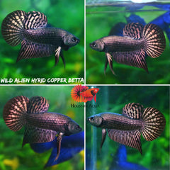 Copper Metallic Alien Wild Betta Live Fish