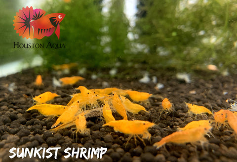 Pumpkin Shrimp - Neocaridina Shrimp - Grade SSS++