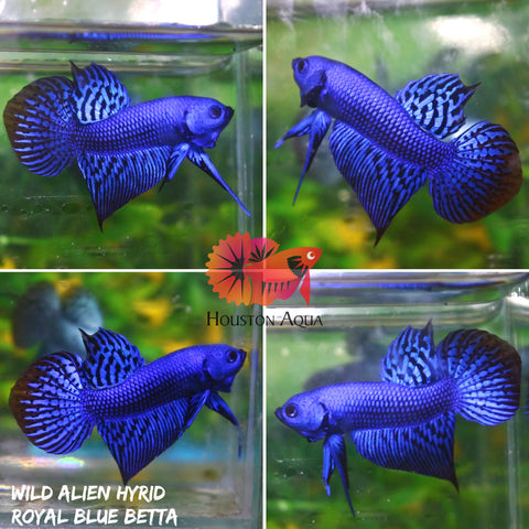 Royal Blue Alien Wild Betta Live Fish