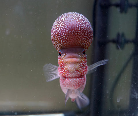 Pack of 10 "Frys Kamfa Flowerhorn" 1 Months Old ( Fish in Picture are Parent Fish)