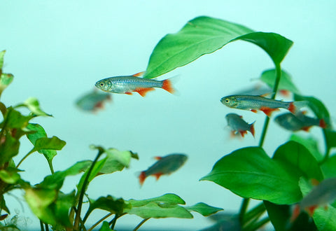 Bloodfin Tetra