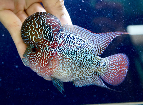 Help KOK - CZ Aqua Flowerhorn Fish Food