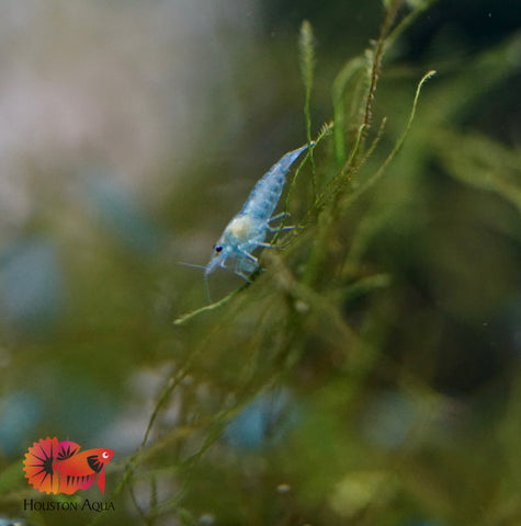 Blue Jelly Neocaridina Shrimp - Grade SSS++