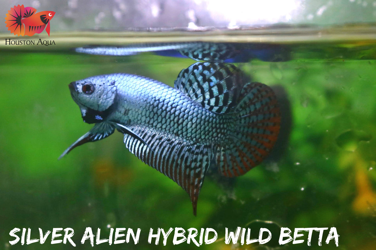 Steel Metallic Alien Wild Betta Live Fish