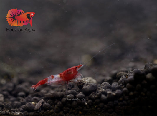 Red Rili Neocaridina Shrimp - Grade SSS++